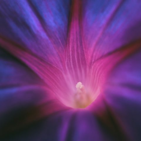 purple pageantry winds, blossom, bloom-4482653.jpg